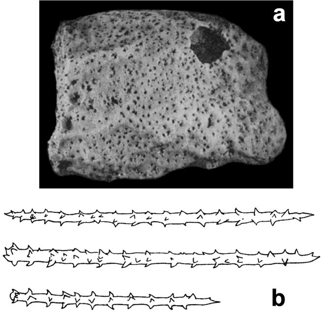 https://cdn.ncbi.nlm.nih.gov/pmc/blobs/3985/4740978/c63e5888d270/zookeys-553-001-g019.jpg