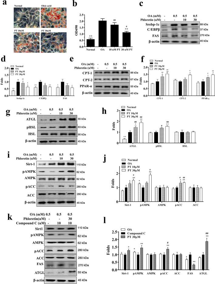 https://cdn.ncbi.nlm.nih.gov/pmc/blobs/3985/7526428/7d5713d2e8fb/13578_2020_477_Fig1_HTML.jpg