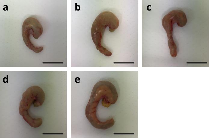 https://cdn.ncbi.nlm.nih.gov/pmc/blobs/3993/5115820/b902affe1d91/pone.0166850.g001.jpg