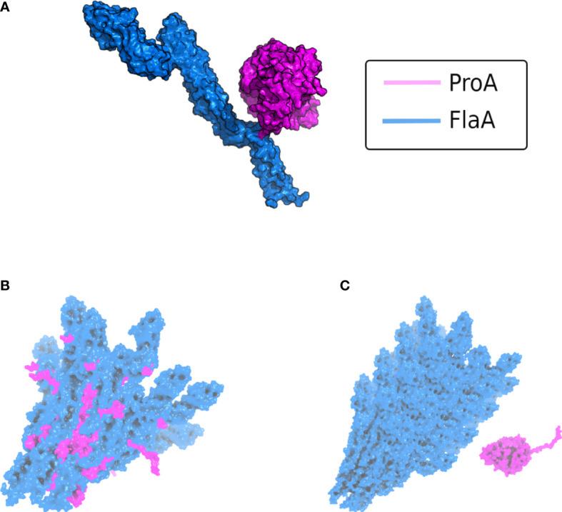 https://cdn.ncbi.nlm.nih.gov/pmc/blobs/3994/10017501/4e88b887bafe/fcimb-13-1140688-g003.jpg