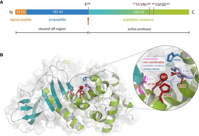 https://cdn.ncbi.nlm.nih.gov/pmc/blobs/3994/10017501/8d41ed659ee6/fcimb-13-1140688-g002.jpg