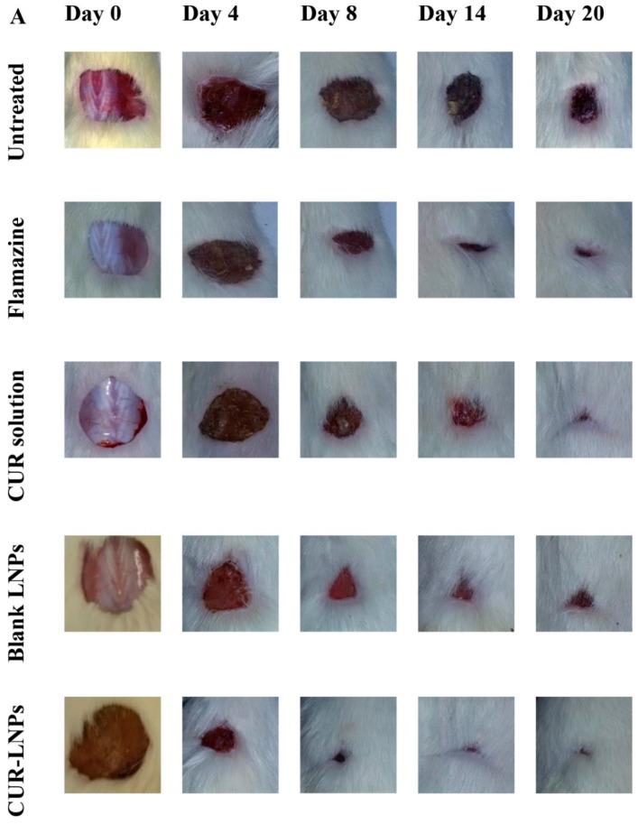 https://cdn.ncbi.nlm.nih.gov/pmc/blobs/3996/9964857/1887ab529099/pharmaceutics-15-00657-g007.jpg