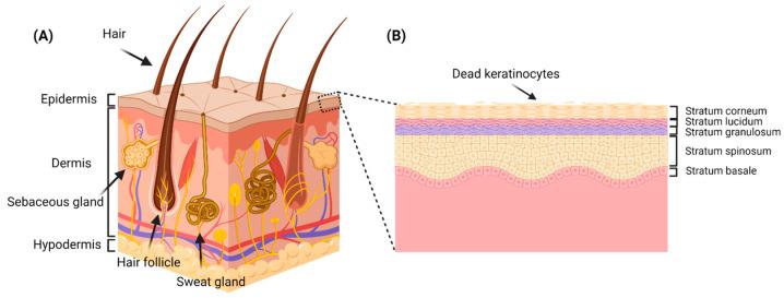 https://cdn.ncbi.nlm.nih.gov/pmc/blobs/3996/9964857/548de45e7f04/pharmaceutics-15-00657-g001.jpg