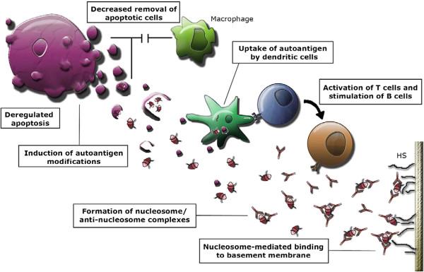 https://cdn.ncbi.nlm.nih.gov/pmc/blobs/39a3/3551738/f255b57ef9e7/1750-1172-8-2-2.jpg
