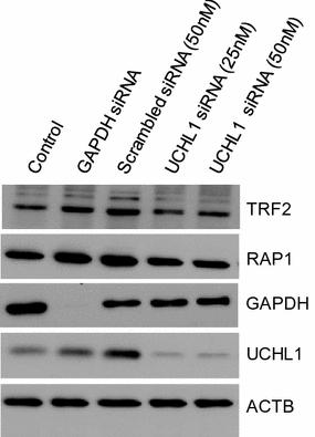 https://cdn.ncbi.nlm.nih.gov/pmc/blobs/39a6/5681776/539108a3ac20/13072_2017_160_Fig8_HTML.jpg