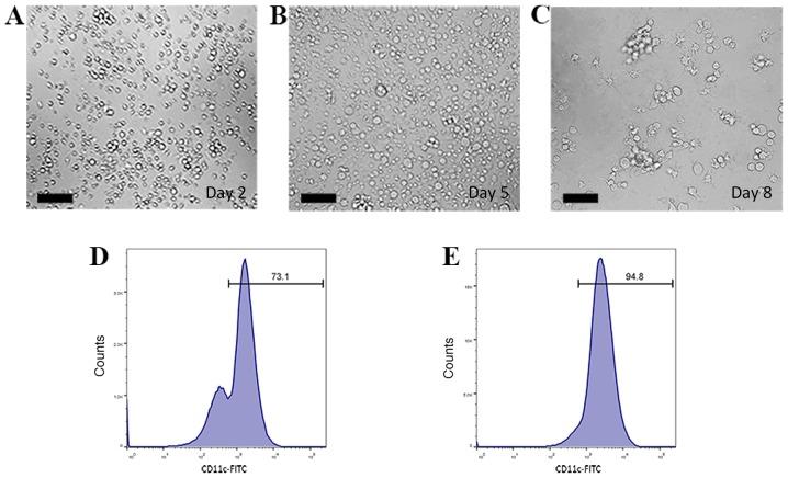 https://cdn.ncbi.nlm.nih.gov/pmc/blobs/39ab/6865088/bd111bf6733d/ol-18-06-5897-g02.jpg