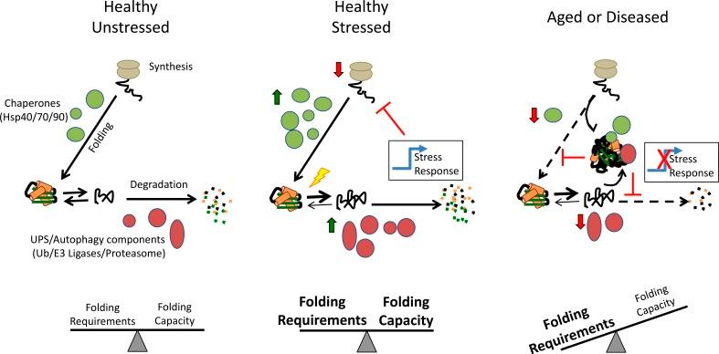 https://cdn.ncbi.nlm.nih.gov/pmc/blobs/39ac/5748993/5400fc3e0ac2/JCB_201709072_Fig4.jpg