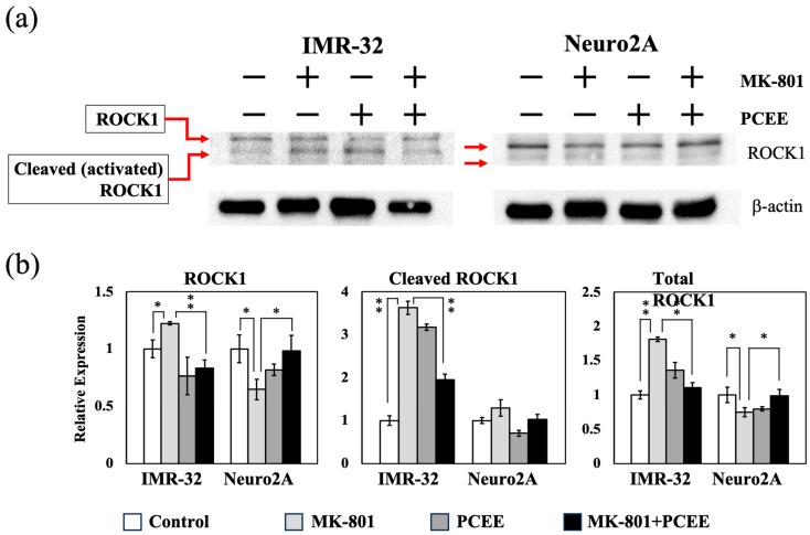 https://cdn.ncbi.nlm.nih.gov/pmc/blobs/39af/12109770/3120273d655d/cimb-47-00312-g007.jpg