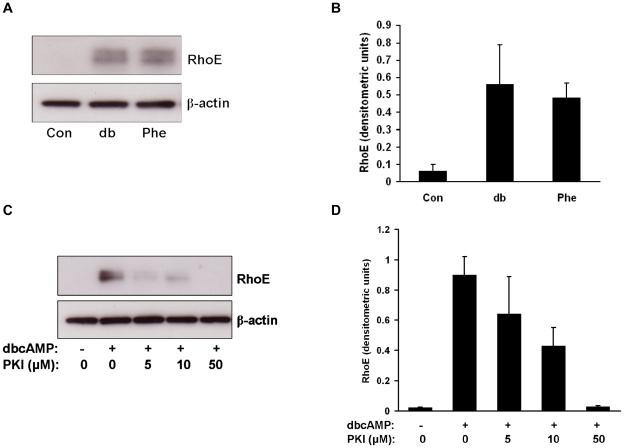 https://cdn.ncbi.nlm.nih.gov/pmc/blobs/39af/3260294/8620fae06607/pone.0030453.g003.jpg