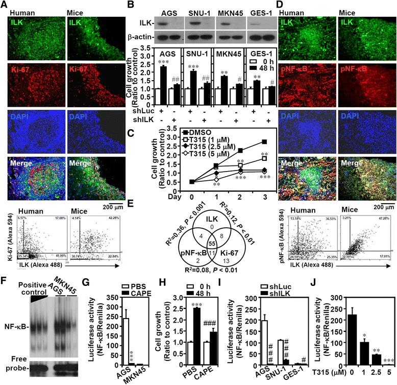 https://cdn.ncbi.nlm.nih.gov/pmc/blobs/39af/4255431/f0afae1d6512/12964_2014_69_Fig1_HTML.jpg
