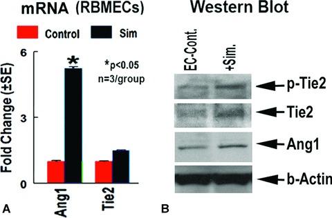 https://cdn.ncbi.nlm.nih.gov/pmc/blobs/39b0/4496148/0e265df275f7/jcmm0013-1348-f4.jpg
