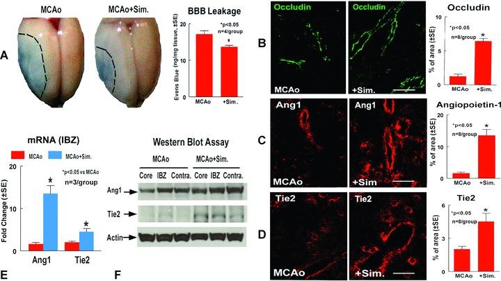 https://cdn.ncbi.nlm.nih.gov/pmc/blobs/39b0/4496148/839002e18e08/jcmm0013-1348-f2.jpg