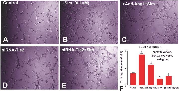 https://cdn.ncbi.nlm.nih.gov/pmc/blobs/39b0/4496148/a3722b7f2f4f/jcmm0013-1348-f5.jpg