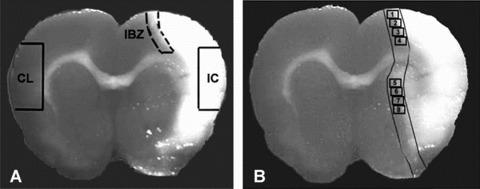 https://cdn.ncbi.nlm.nih.gov/pmc/blobs/39b0/4496148/affe8f849458/jcmm0013-1348-f1.jpg
