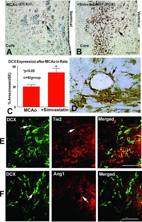https://cdn.ncbi.nlm.nih.gov/pmc/blobs/39b0/4496148/e961268d9b5f/jcmm0013-1348-f3.jpg