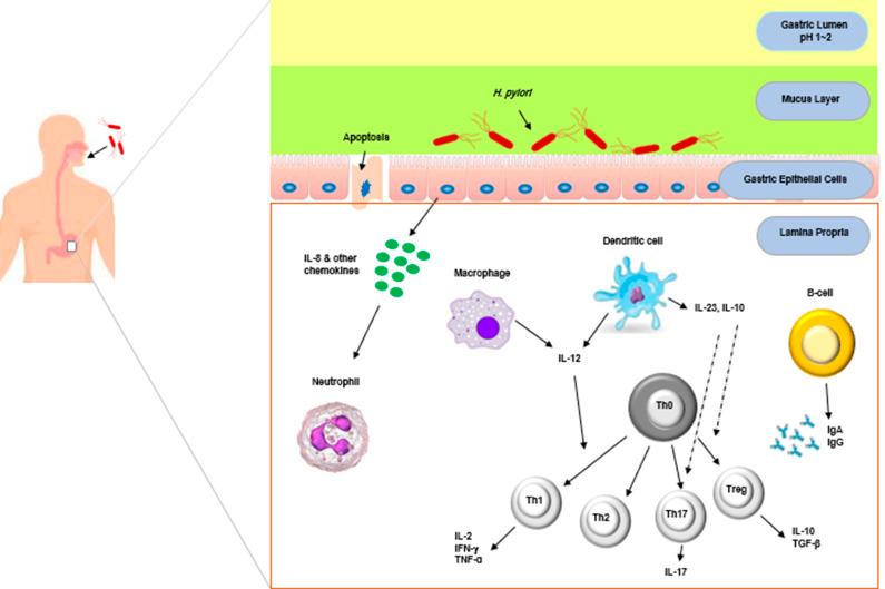 https://cdn.ncbi.nlm.nih.gov/pmc/blobs/39b1/11964096/4e98ce1be6dc/S146239942400019X_fig1.jpg