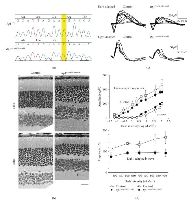 https://cdn.ncbi.nlm.nih.gov/pmc/blobs/39b1/2968714/d02d963ebbaa/JOP2011-391384.003.jpg