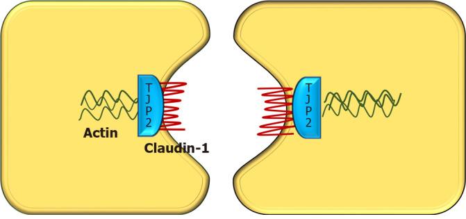 https://cdn.ncbi.nlm.nih.gov/pmc/blobs/39b4/8727216/101046598ebb/WJH-13-2024-g002.jpg