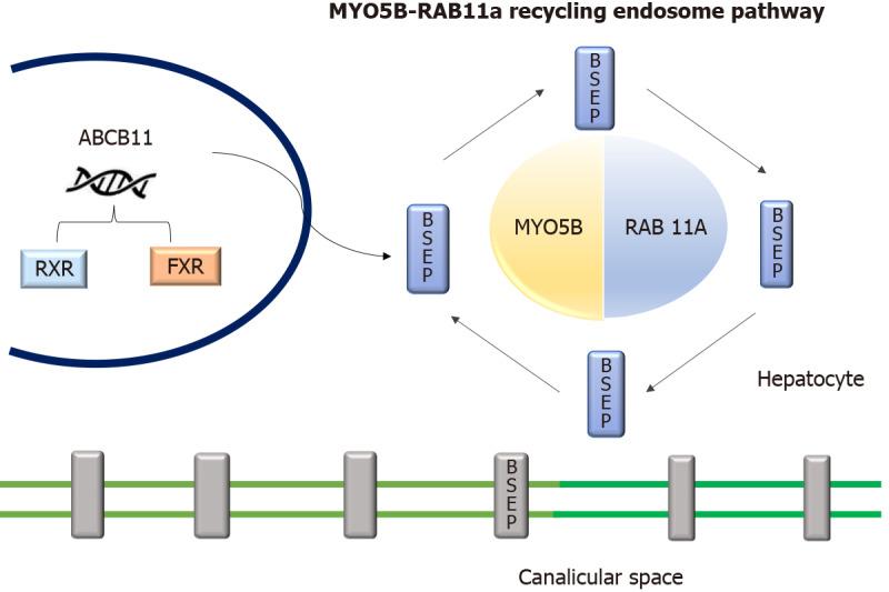 https://cdn.ncbi.nlm.nih.gov/pmc/blobs/39b4/8727216/2c587f47ea23/WJH-13-2024-g004.jpg