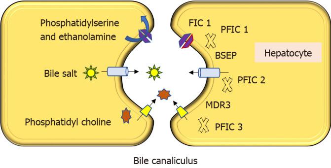 https://cdn.ncbi.nlm.nih.gov/pmc/blobs/39b4/8727216/c53029707771/WJH-13-2024-g001.jpg