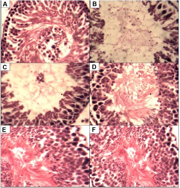 https://cdn.ncbi.nlm.nih.gov/pmc/blobs/39b5/5156682/31e09b6831d0/fphar-07-00480-g001.jpg