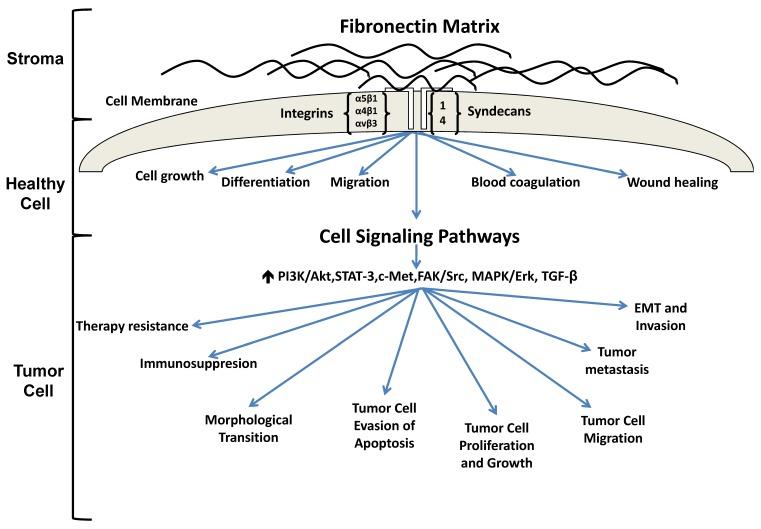 https://cdn.ncbi.nlm.nih.gov/pmc/blobs/39ba/5370511/2c2f42fad181/jcav08p0674g001.jpg