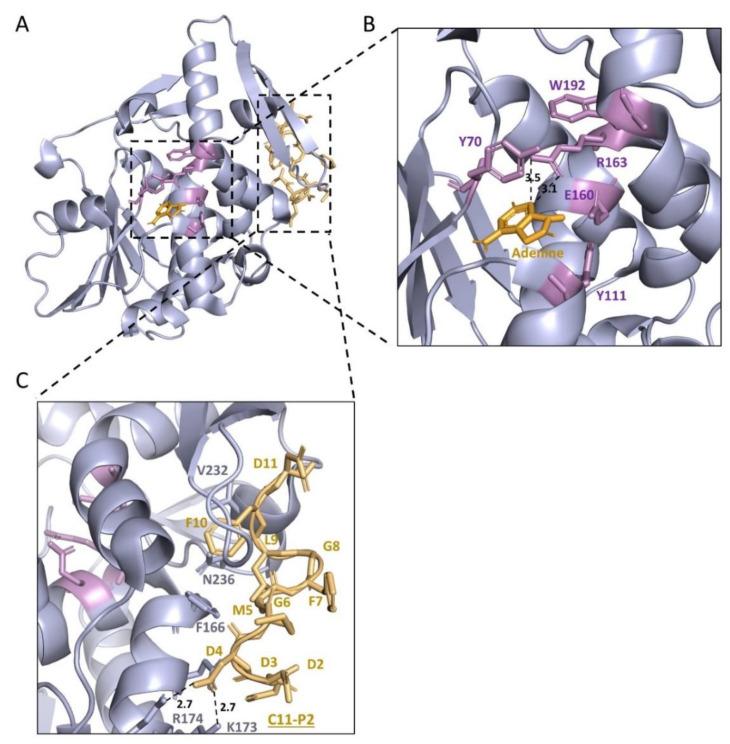https://cdn.ncbi.nlm.nih.gov/pmc/blobs/39ba/8950148/38d506850849/toxins-14-00178-g004.jpg