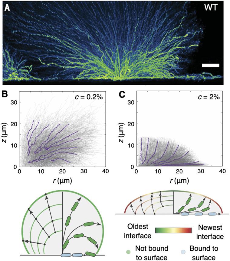 https://cdn.ncbi.nlm.nih.gov/pmc/blobs/39bb/11791476/e90e6f259894/d4sm01180e-f8.jpg