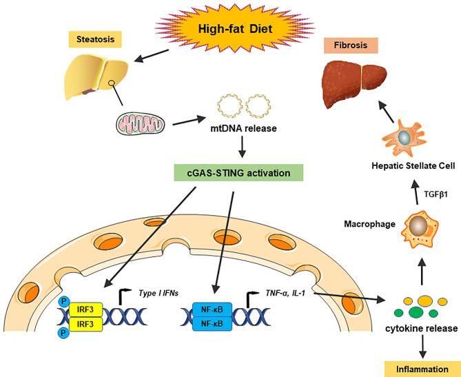 https://cdn.ncbi.nlm.nih.gov/pmc/blobs/39bc/8117096/107664e7a336/fimmu-12-682736-g002.jpg