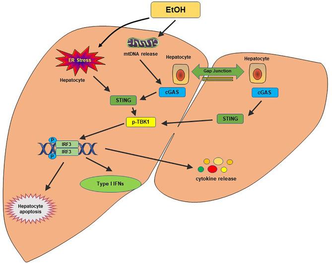 https://cdn.ncbi.nlm.nih.gov/pmc/blobs/39bc/8117096/bb6f77f08aef/fimmu-12-682736-g003.jpg