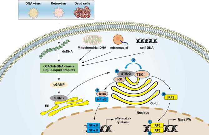 https://cdn.ncbi.nlm.nih.gov/pmc/blobs/39bc/8117096/ce9012d6fab2/fimmu-12-682736-g001.jpg
