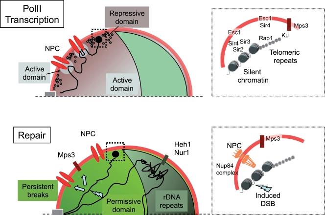 https://cdn.ncbi.nlm.nih.gov/pmc/blobs/39bf/3051815/252f93c2108f/JCB_201010058_RGB_Fig2.jpg