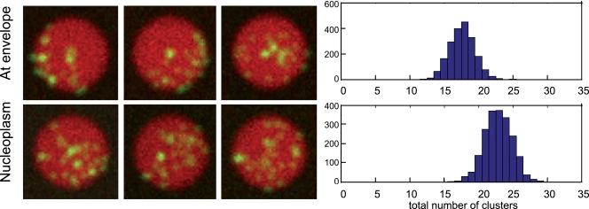 https://cdn.ncbi.nlm.nih.gov/pmc/blobs/39bf/3051815/49b924cbd966/JCB_201010058_RGB_Fig3.jpg