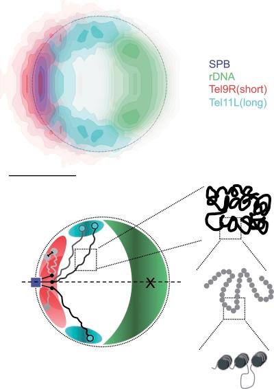 https://cdn.ncbi.nlm.nih.gov/pmc/blobs/39bf/3051815/6209c0a43a83/JCB_201010058_RGB_Fig1.jpg