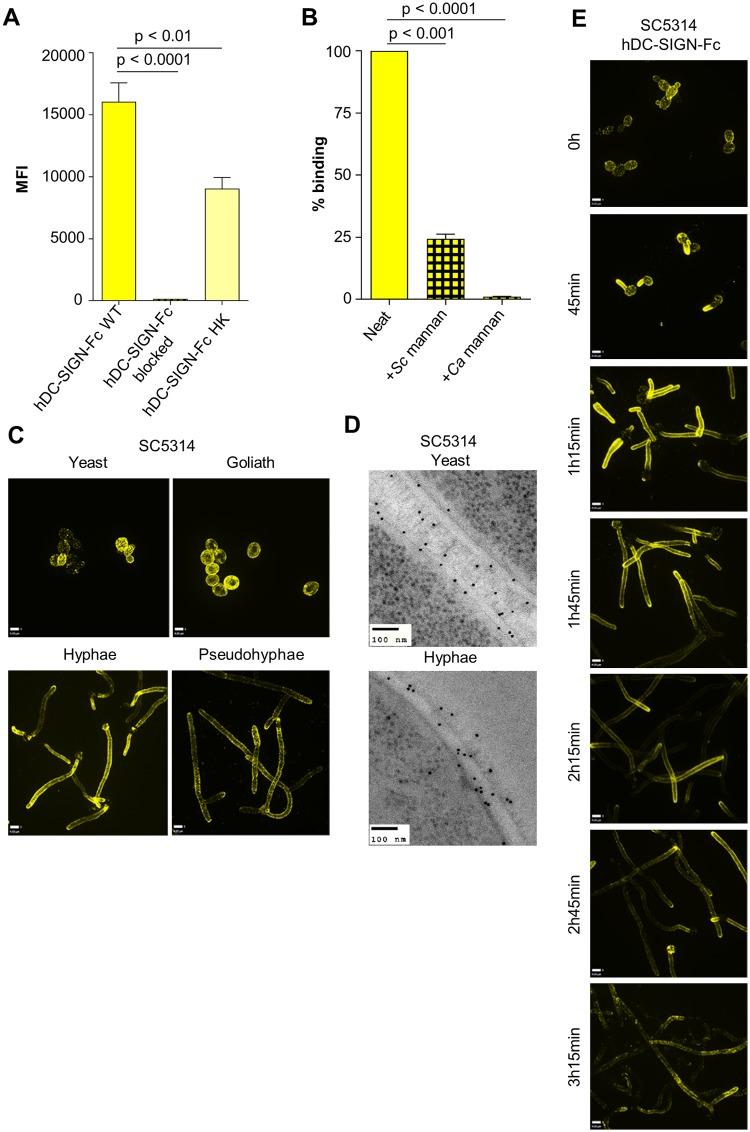 https://cdn.ncbi.nlm.nih.gov/pmc/blobs/39c3/7012452/1911994584ea/ppat.1007927.g008.jpg