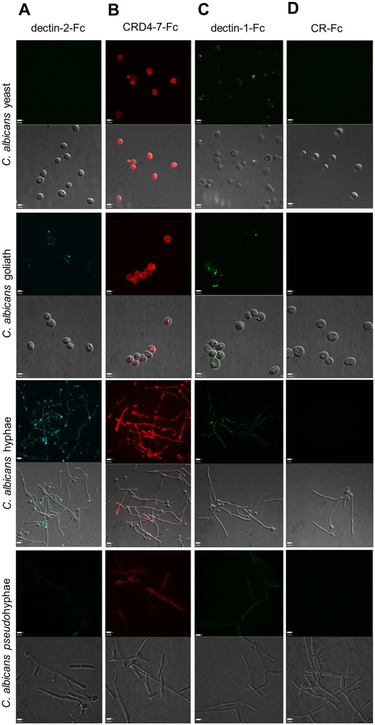 https://cdn.ncbi.nlm.nih.gov/pmc/blobs/39c3/7012452/784d5c424441/ppat.1007927.g005.jpg