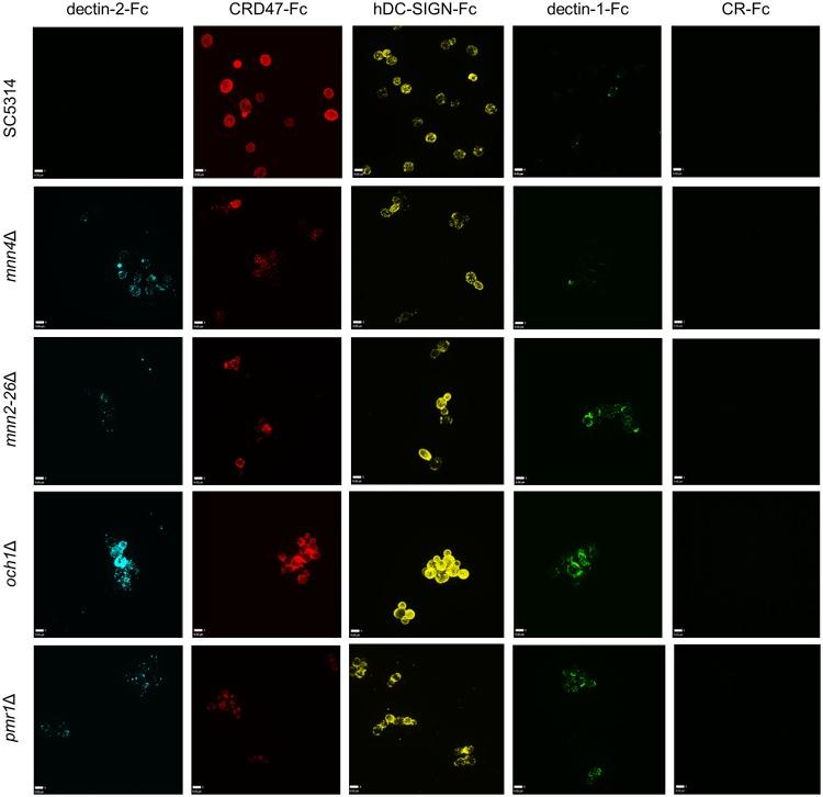 https://cdn.ncbi.nlm.nih.gov/pmc/blobs/39c3/7012452/8c598f5d4a69/ppat.1007927.g009.jpg