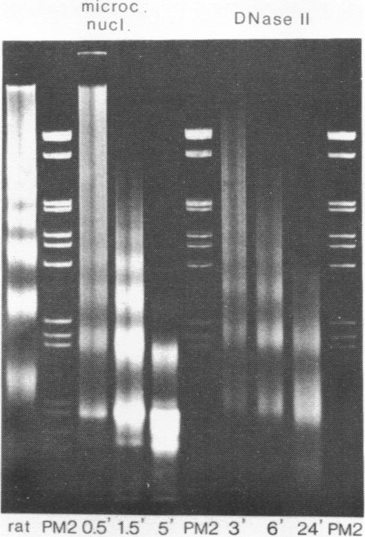 https://cdn.ncbi.nlm.nih.gov/pmc/blobs/39c7/327240/95fad426b3c8/nar00418-0035-a.jpg