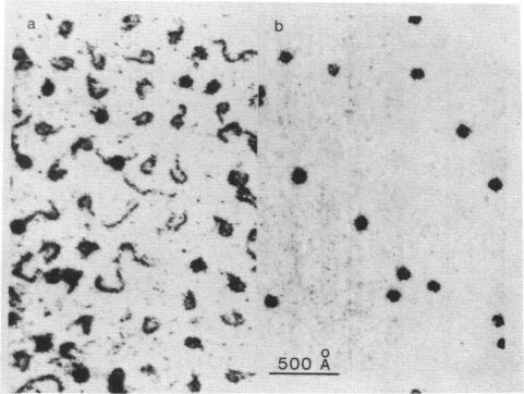 https://cdn.ncbi.nlm.nih.gov/pmc/blobs/39c7/327240/df820905e028/nar00418-0043-a.jpg