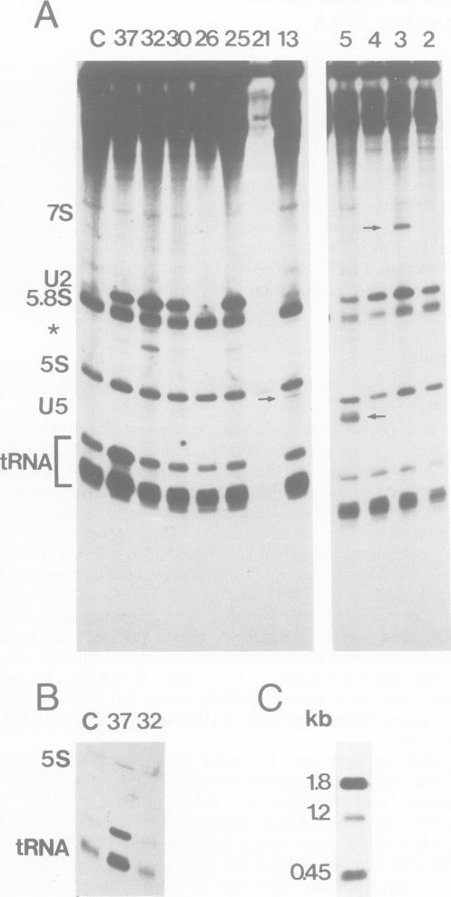 https://cdn.ncbi.nlm.nih.gov/pmc/blobs/39c7/555384/8b09cc1b5acf/emboj00264-0035-a.jpg