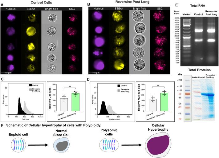 https://cdn.ncbi.nlm.nih.gov/pmc/blobs/39c9/11789280/e70b2aada7d1/biolopen-14-061814-g5.jpg