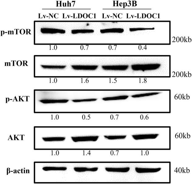 https://cdn.ncbi.nlm.nih.gov/pmc/blobs/39ce/9358146/6b973f6b7c54/fgene-13-900951-g009.jpg