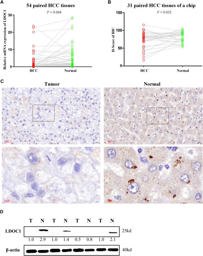https://cdn.ncbi.nlm.nih.gov/pmc/blobs/39ce/9358146/97f51df3d076/fgene-13-900951-g002.jpg