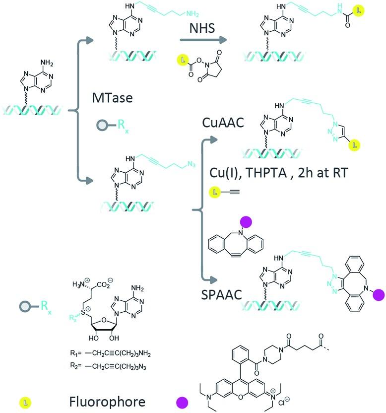 https://cdn.ncbi.nlm.nih.gov/pmc/blobs/39cf/5436541/f643f0143a23/c6sc04229e-f1.jpg