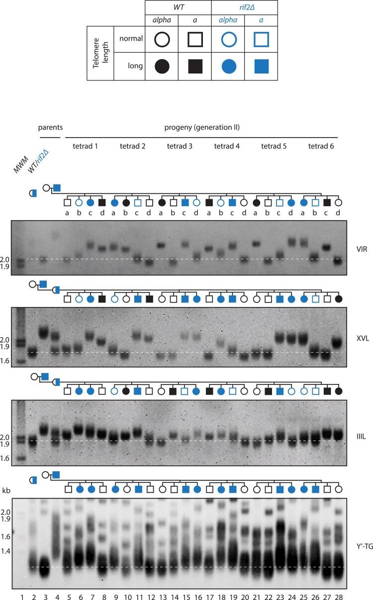https://cdn.ncbi.nlm.nih.gov/pmc/blobs/39d0/12406008/27b1b270d66a/iyaf129f4.jpg