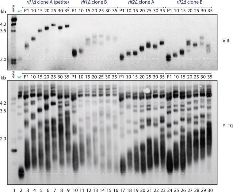 https://cdn.ncbi.nlm.nih.gov/pmc/blobs/39d0/12406008/a1f2707b34ca/iyaf129f3.jpg