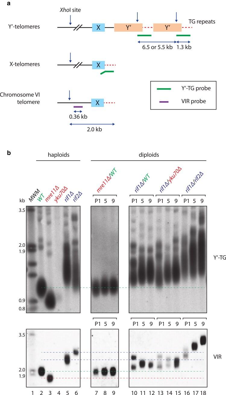 https://cdn.ncbi.nlm.nih.gov/pmc/blobs/39d0/12406008/a79d80506823/iyaf129f2.jpg