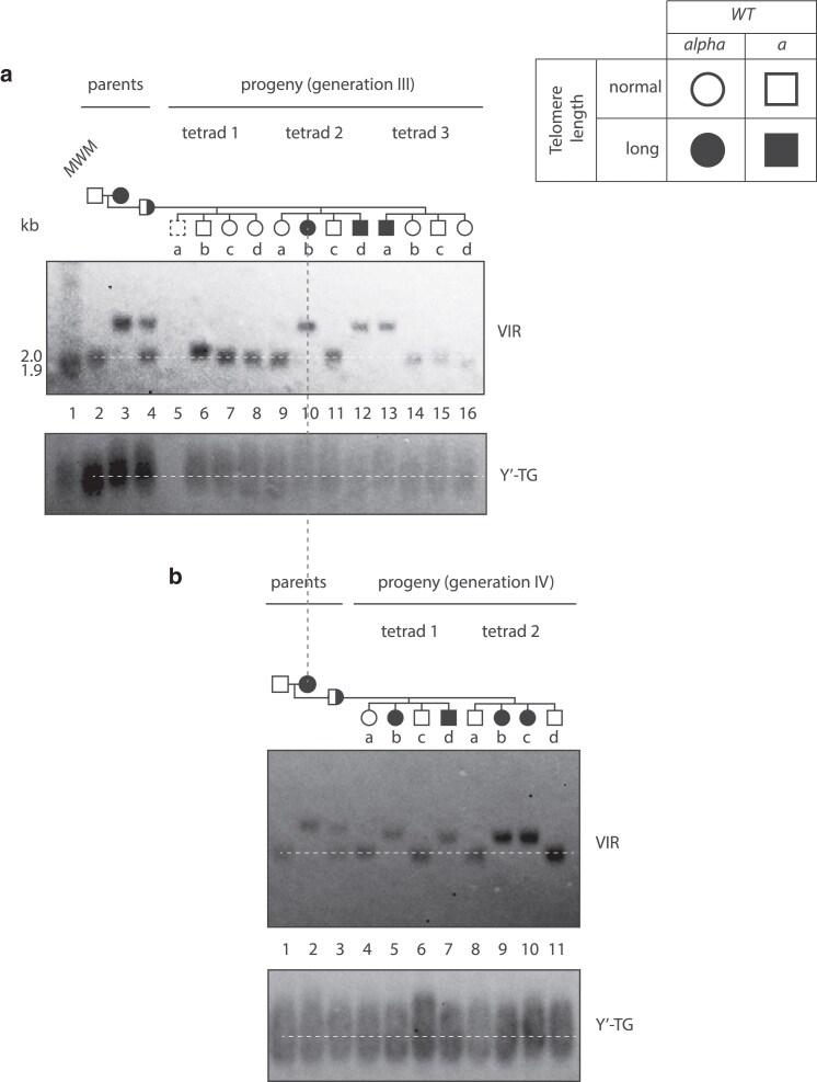 https://cdn.ncbi.nlm.nih.gov/pmc/blobs/39d0/12406008/e62015e9deaa/iyaf129f5.jpg