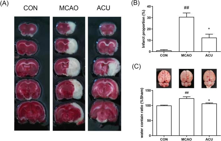 https://cdn.ncbi.nlm.nih.gov/pmc/blobs/39d2/10284816/1df3cd5aa23e/41598_2023_36147_Fig2_HTML.jpg