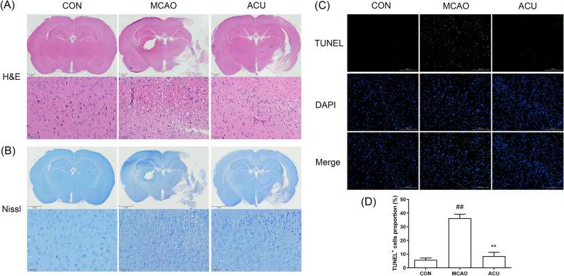 https://cdn.ncbi.nlm.nih.gov/pmc/blobs/39d2/10284816/85ca4cc70d90/41598_2023_36147_Fig3_HTML.jpg